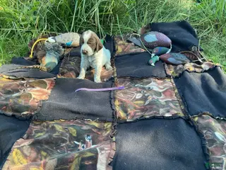 Wirehaired Pointing Griffon dogs Wirehaired Pointing Griffon Female 4 - Ad 33