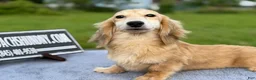 Miniature Dachshund dogs for sale: Cream - Ad 2