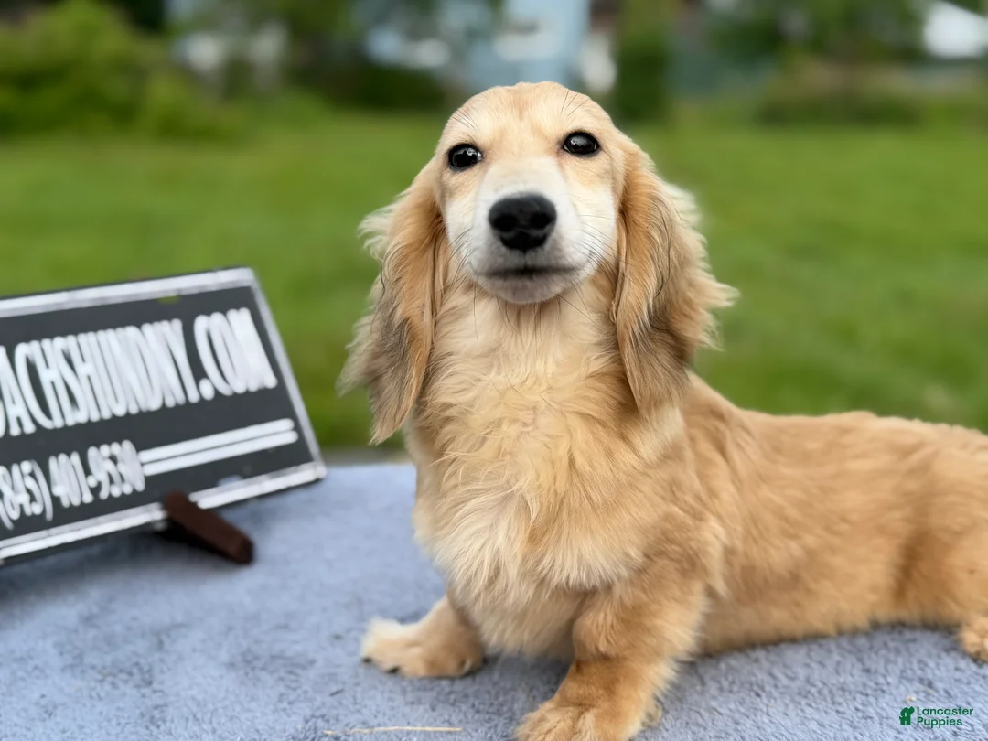 Miniature Dachshund dogs for sale: Cream - Ad 2