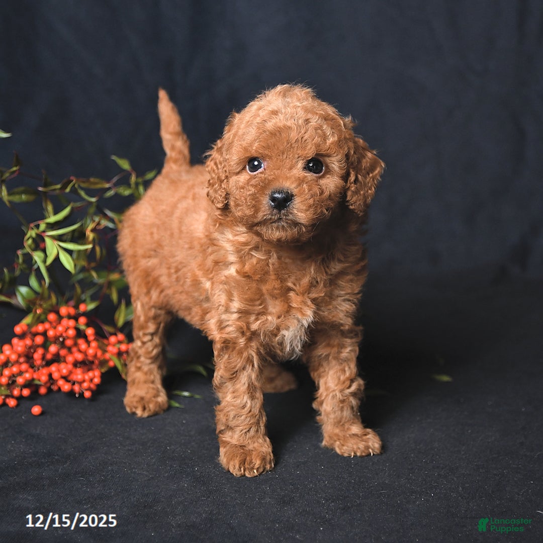Miniature Poodle dogs for sale: Ivy - Ad 1