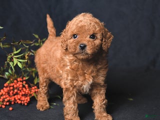 Miniature Poodle dogs Ivy - Ad 15