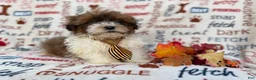 Shihpoo dogs for sale: Travis - Ad 6