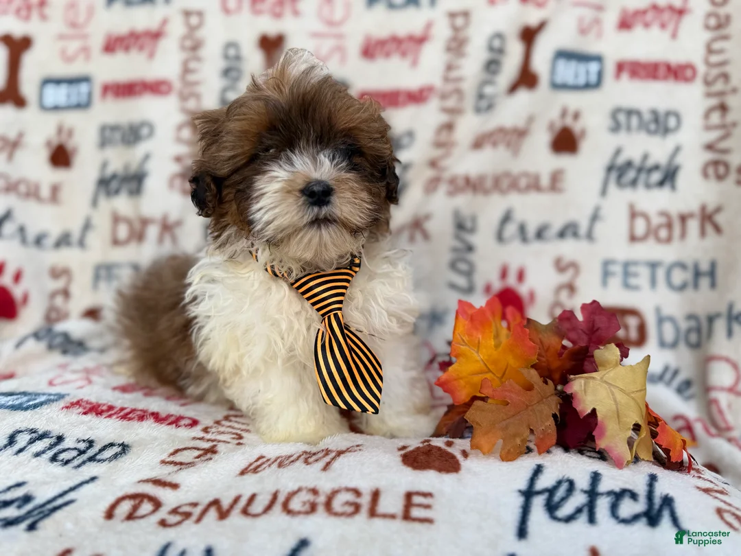 Shihpoo dogs for sale: Travis - Ad 6
