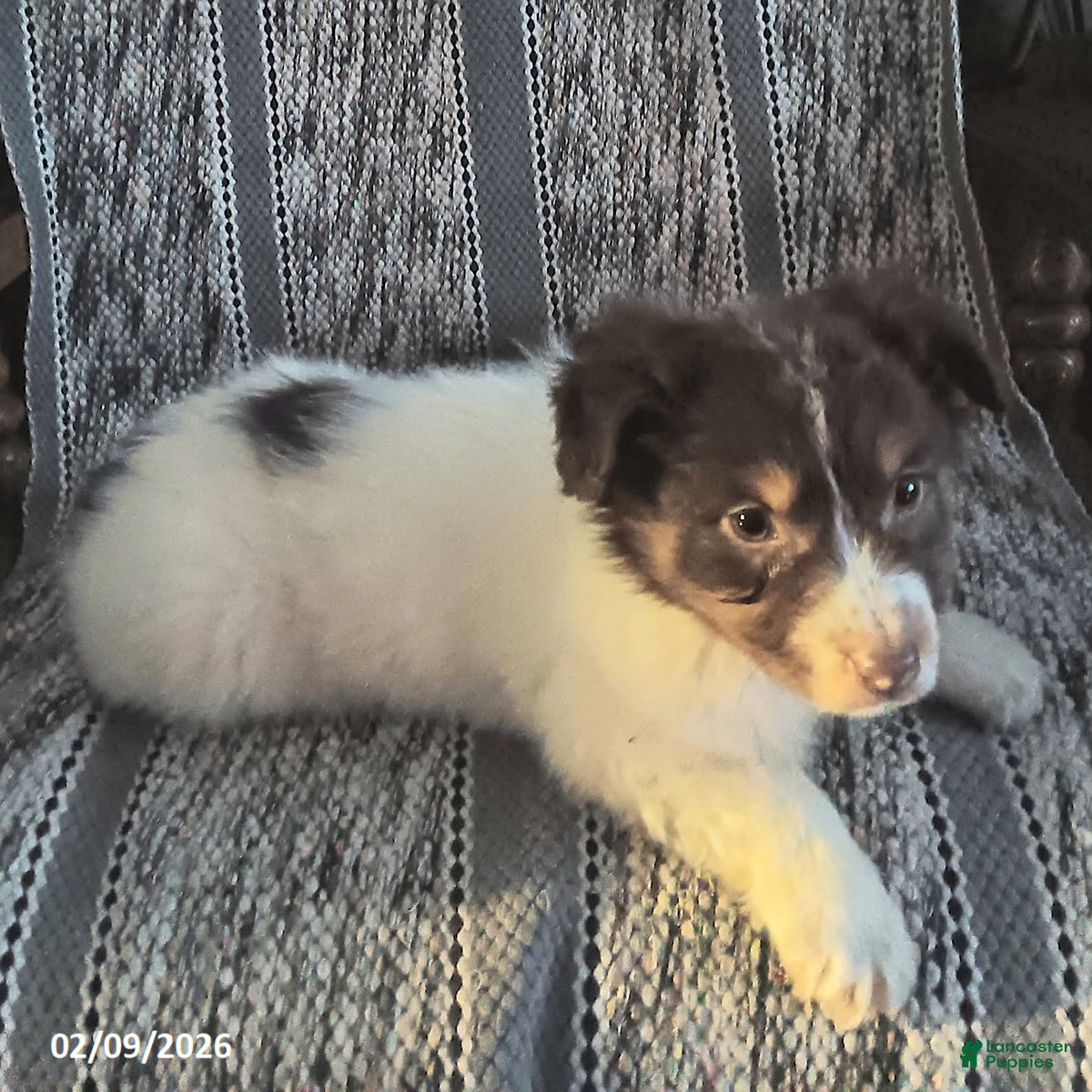 Miniature Australian Shepherd dogs Nacho - Ad 2