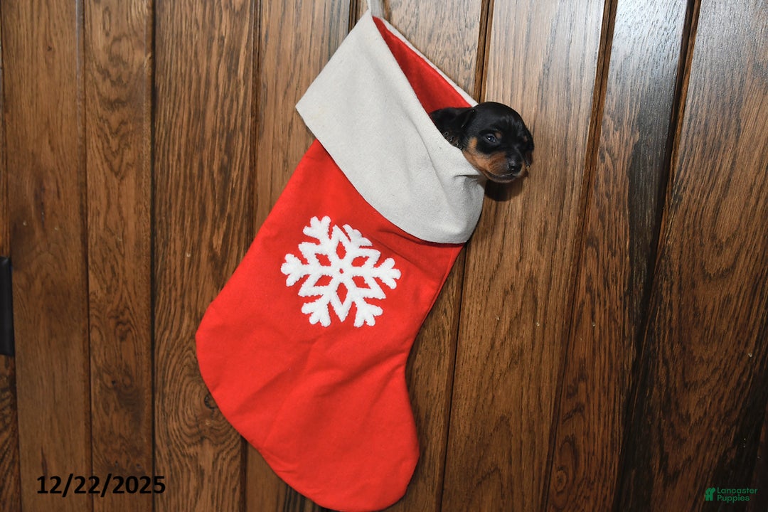 Miniature Pinscher dogs for sale: Annie - Ad 2