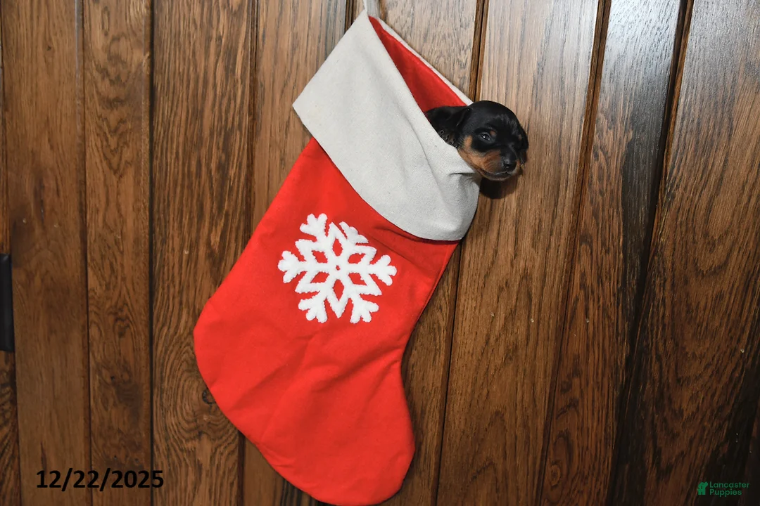 Miniature Pinscher dogs for sale: Annie - Ad 8