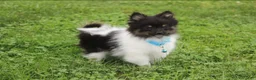 Pomeranian dogs for sale: Ziggy - Ad 6