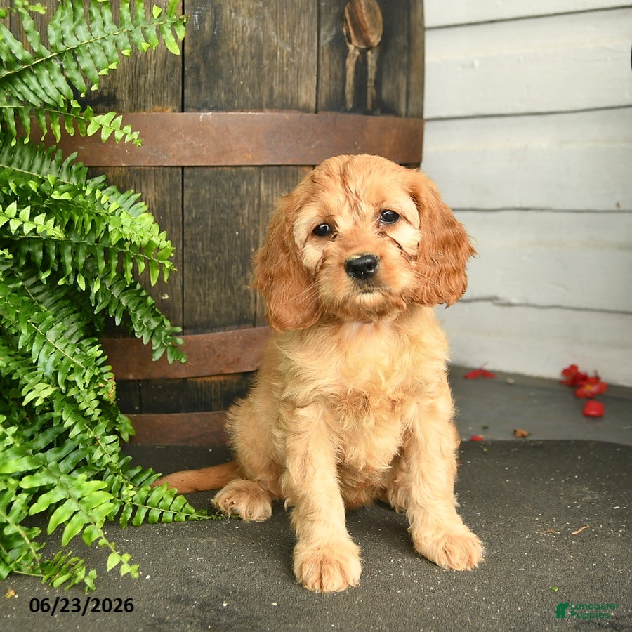 Cavapoo dogs Iris - Ad 1