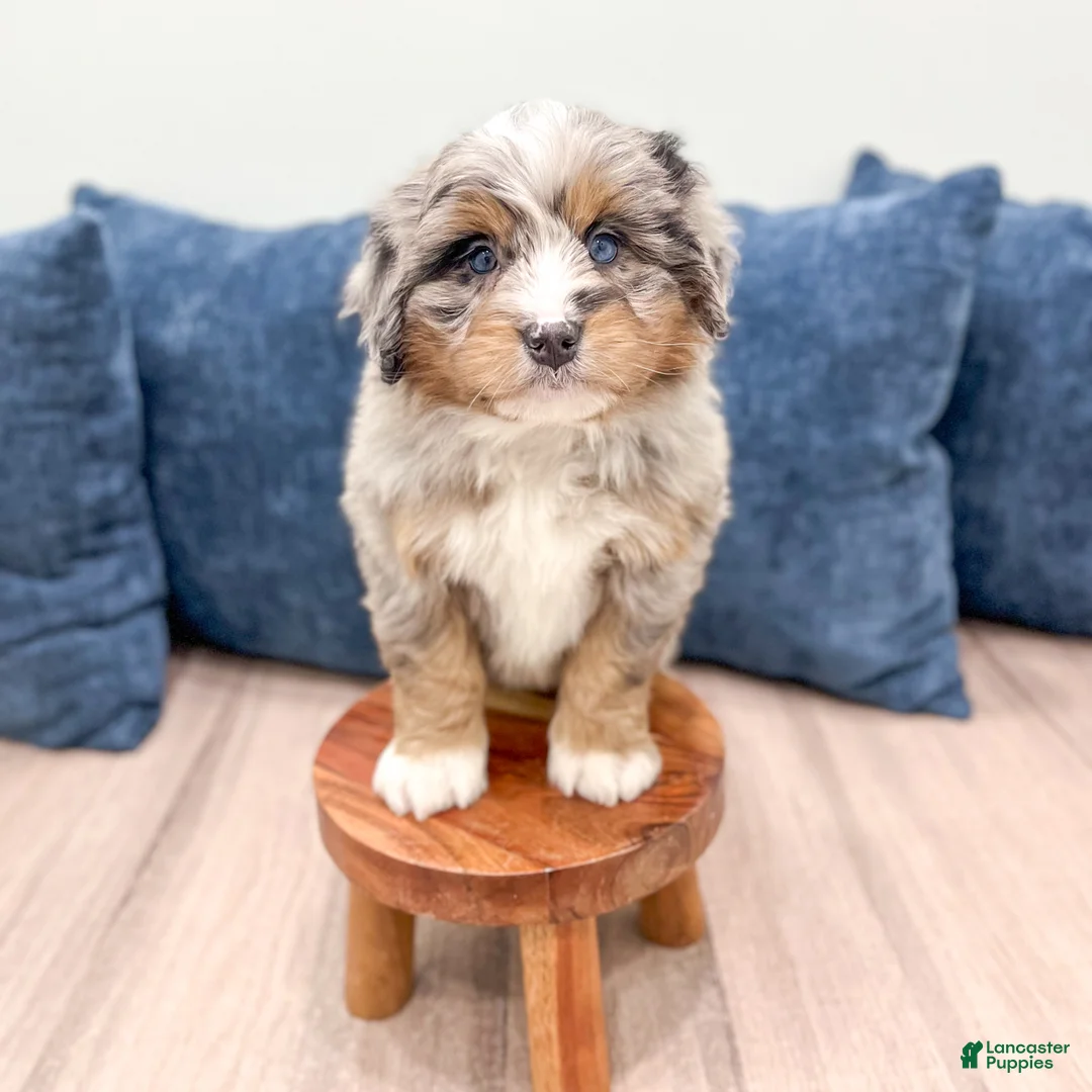 Mini Bernedoodle dogs for sale: Ranger - Ad 9