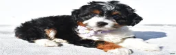 Mini Aussiedoodle dogs for sale: Yvonne  - Ad 5
