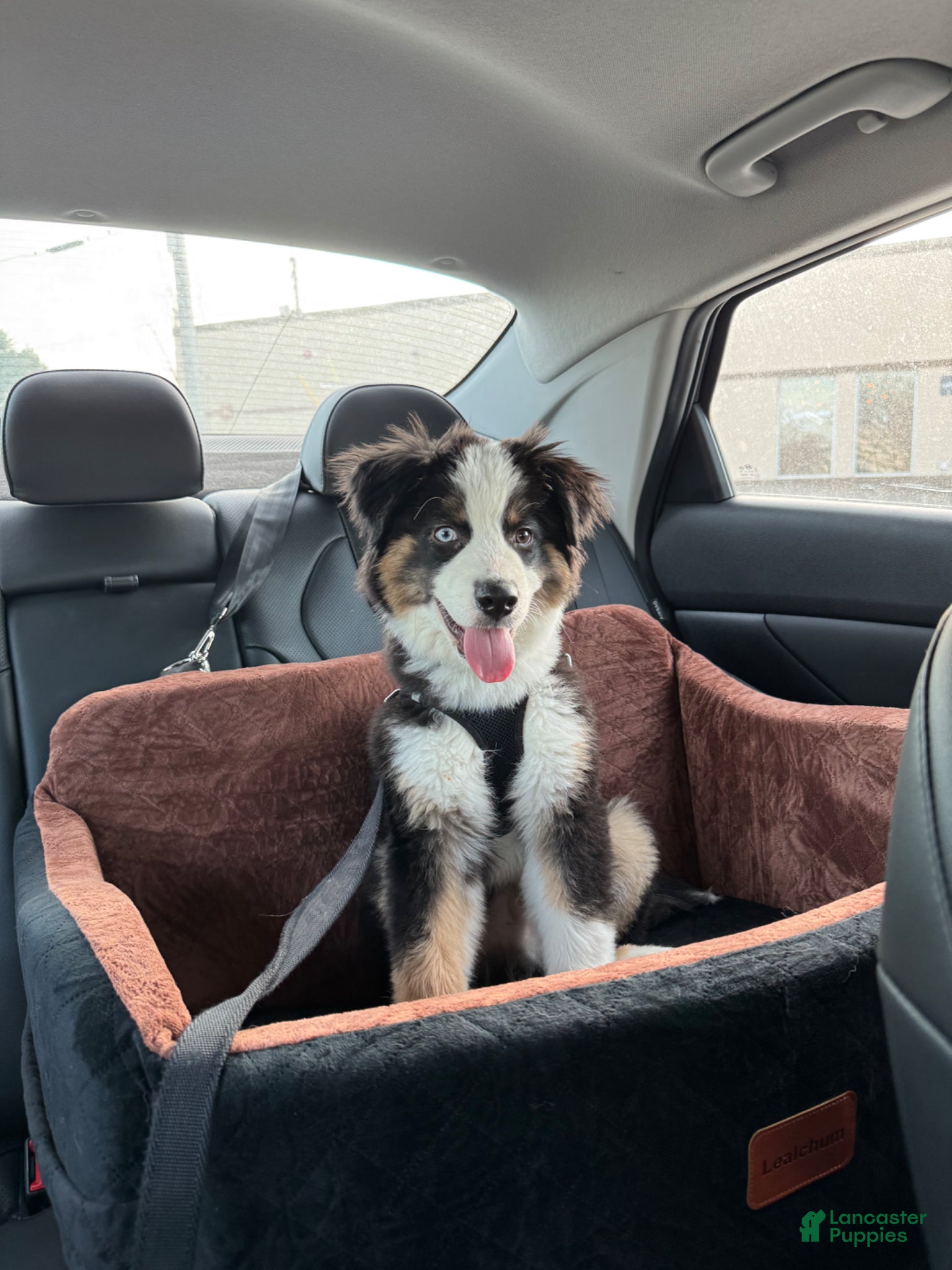 Australian Shepherd dogs Australian Shepherd Puppy 1 - Ad 1
