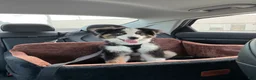 Australian Shepherd dogs for sale: Australian Shepherd Puppy 1 - Ad 1