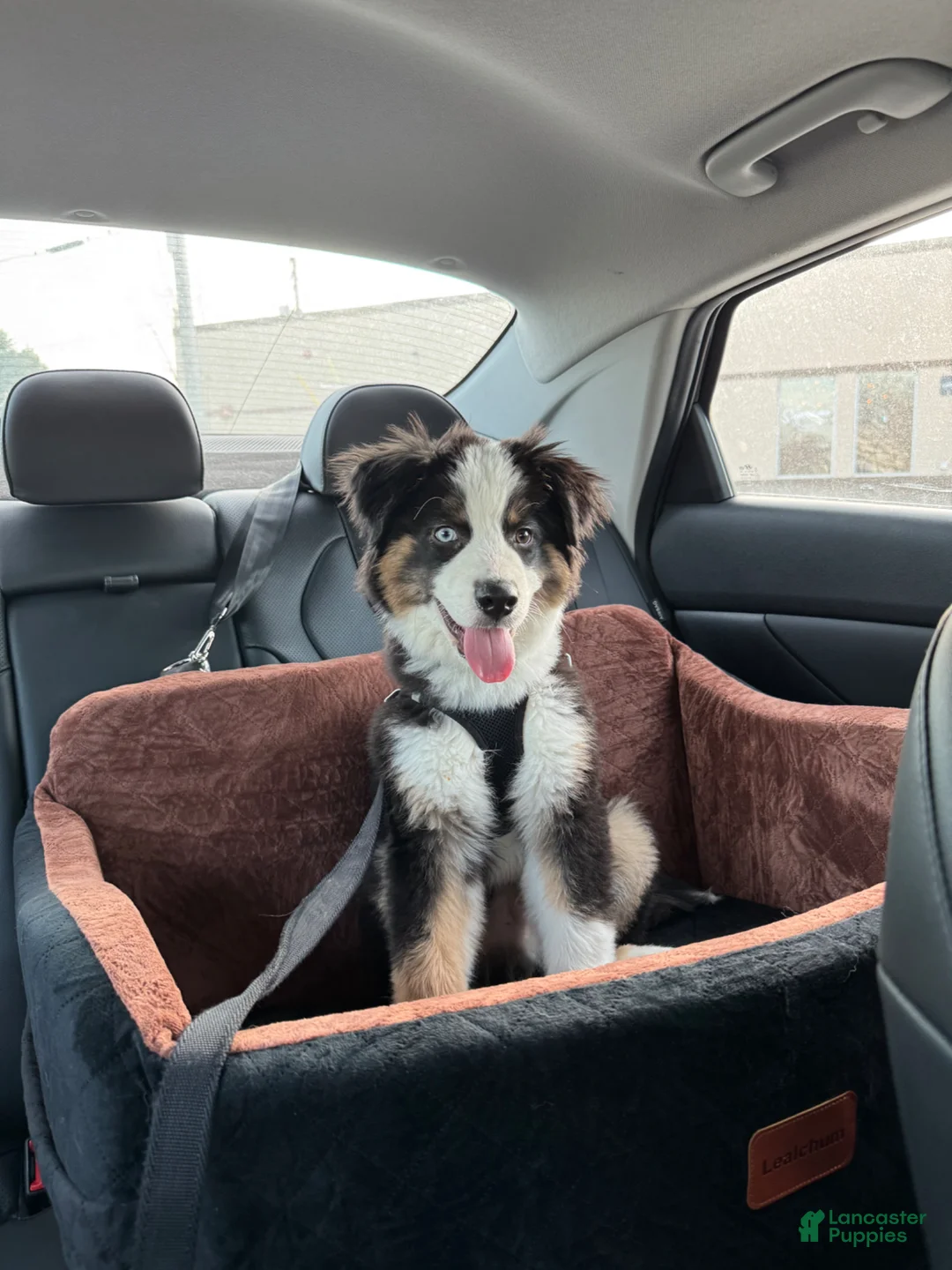 Australian Shepherd dogs for sale: Australian Shepherd Puppy 1 - Ad 1