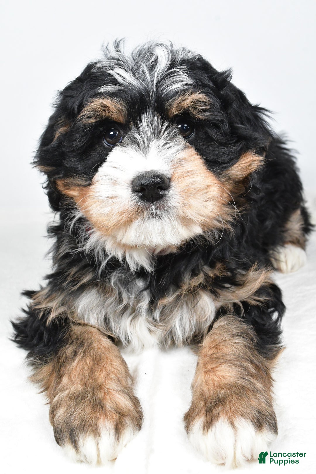 Mini Bernedoodle dogs for sale: Abigail - Ad 8