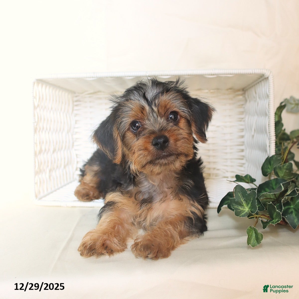 Yorkshire Terrier dogs Biscuit - Ad 31