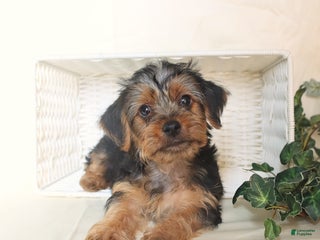 Yorkshire Terrier dogs Biscuit - Ad 31