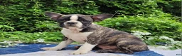 Frenchton dogs for sale: Poppi - Ad 4