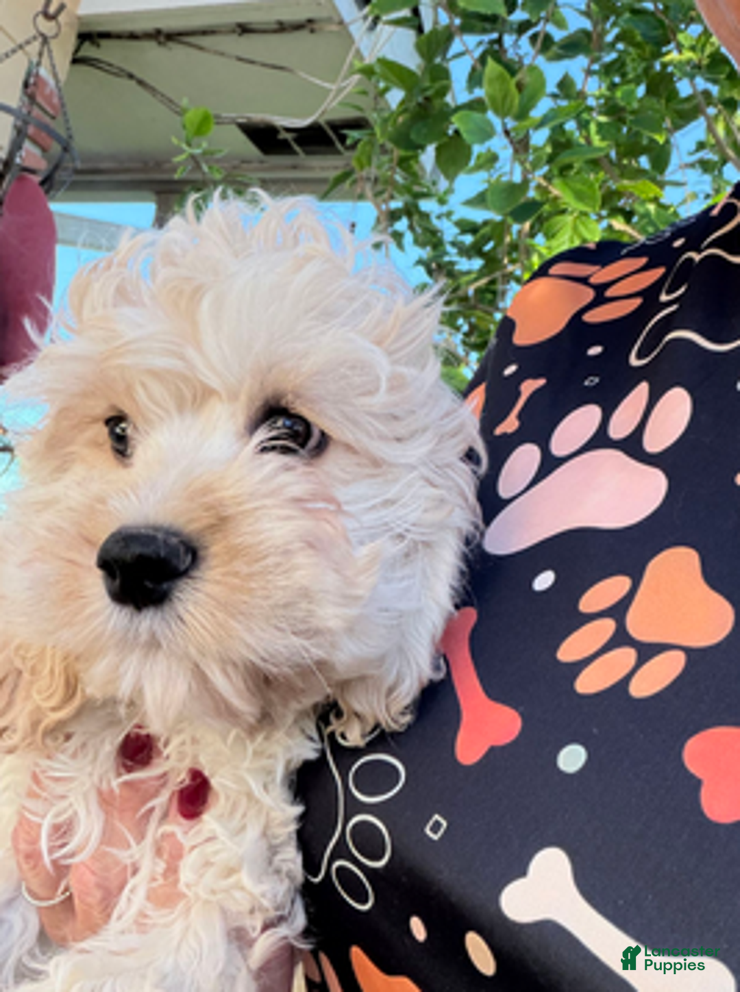 Cockapoo dogs for sale: Eevee Boy1 - Ad 1