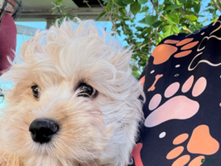 Cockapoo dogs Eevee Boy1 - Ad 14