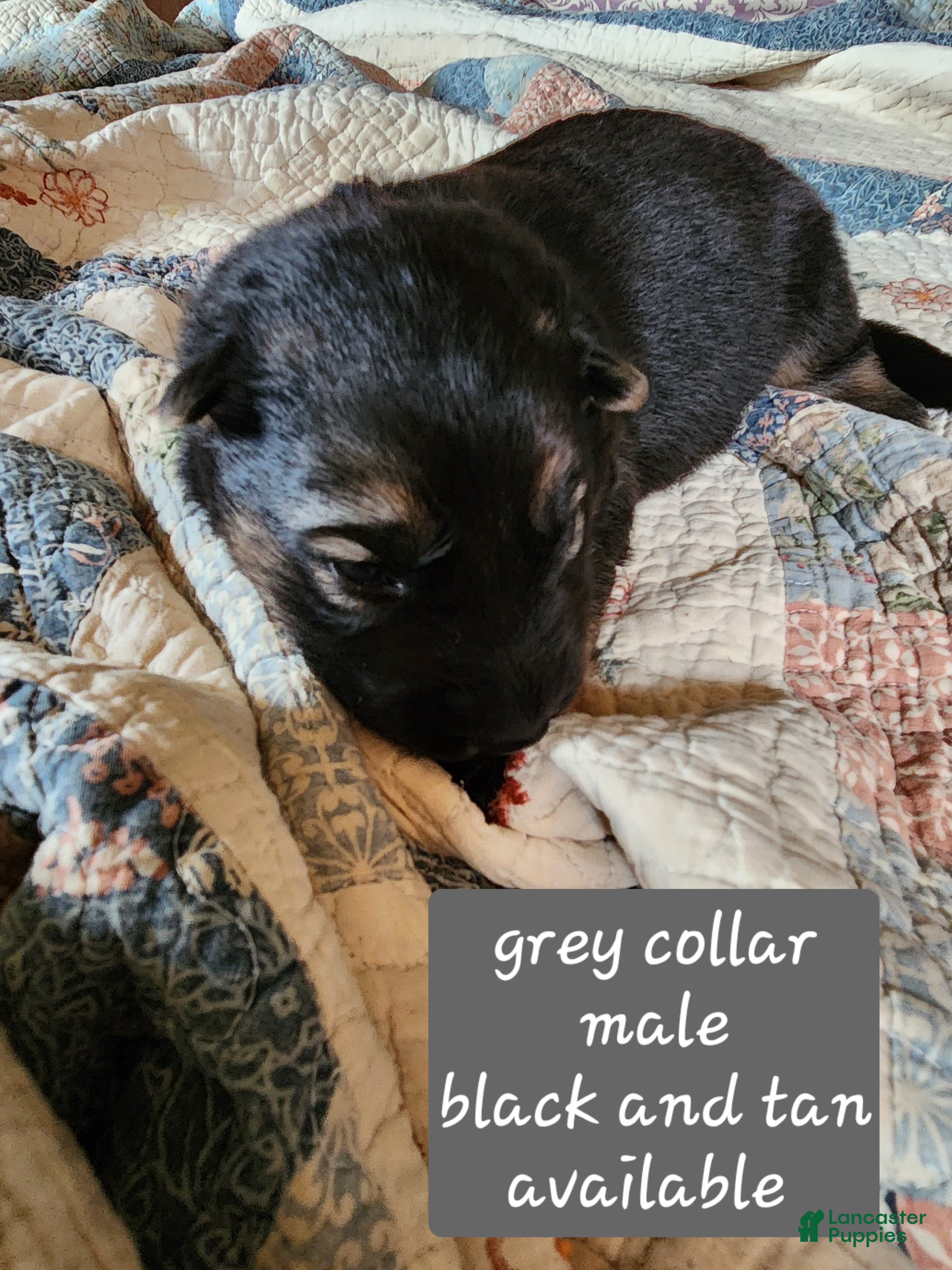 German Shepherd dogs Grey collar - Ad 1