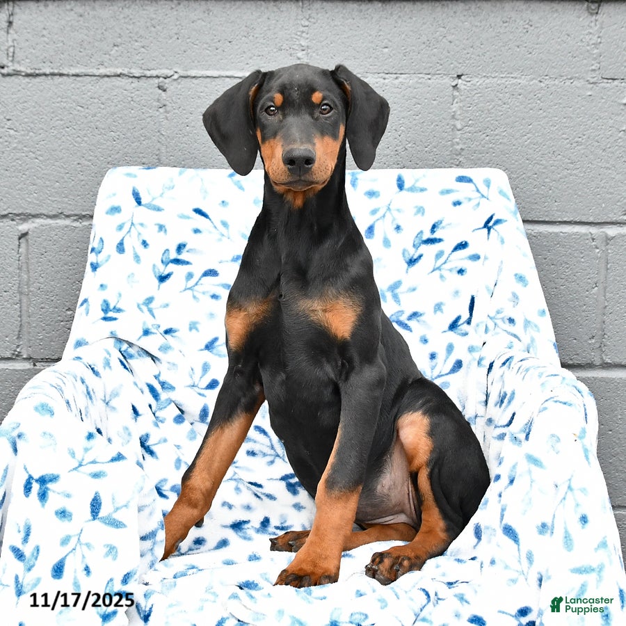 Doberman Pinscher dogs Flora   - Ad 4