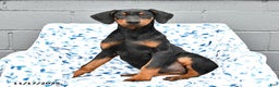 Doberman Pinscher dogs for sale: Flora   - Ad 1