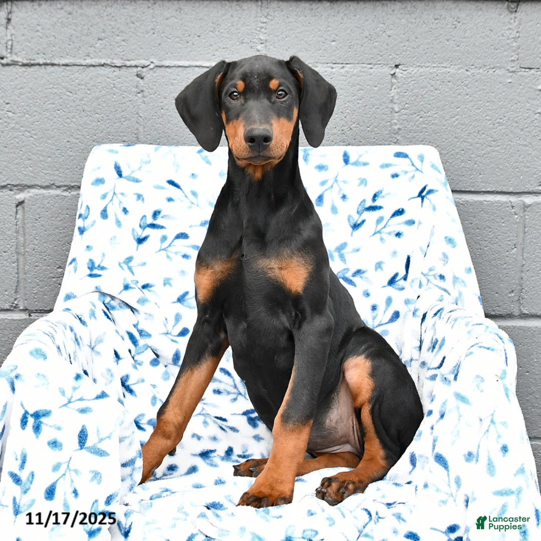 Doberman Pinscher dogs for sale: Flora   - Ad 1