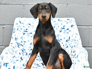 Doberman Pinscher dogs Flora - Ad 1