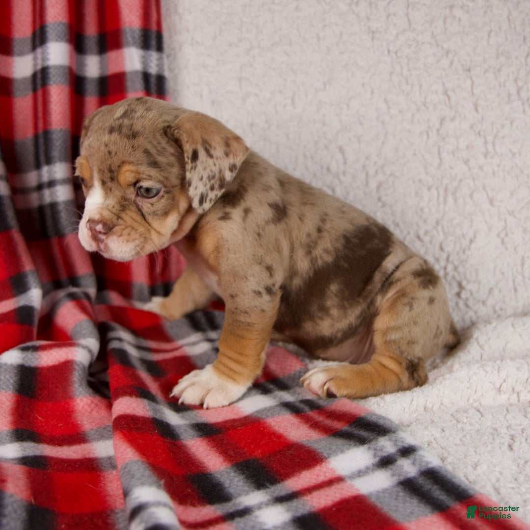 Mixed Breed dogs for sale: Noel - Ad 5