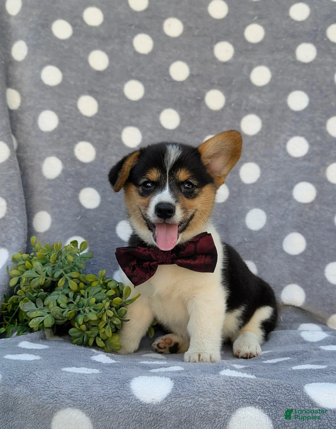 Welsh Corgi Pembroke dogs for sale: Blaze - Ad 2