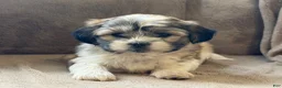 Shih Tzu dogs for sale: Commer - Ad 11