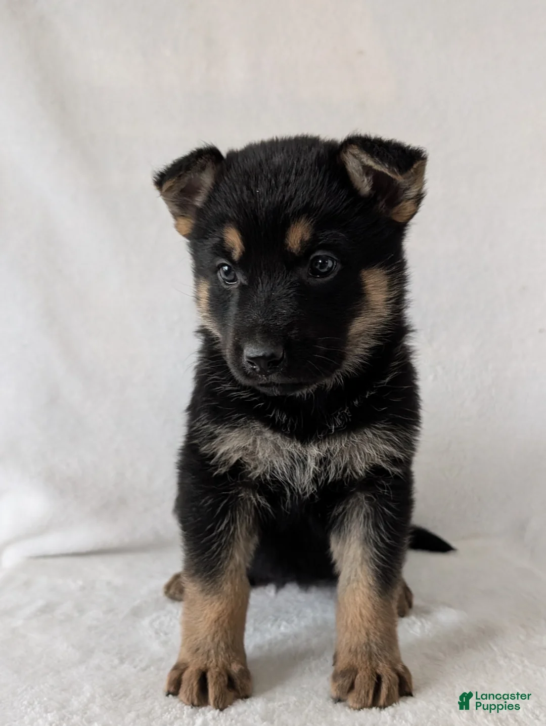 German Shepherd dogs for sale: Lucy - Ad 7