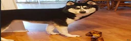 Siberian Husky dogs for sale: Storm - Ad 7