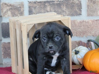 Mixed Breed dogs - Ad 42