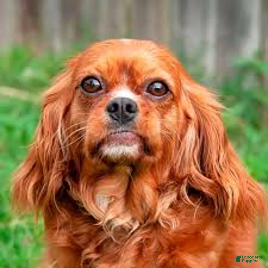 Cavapoo dogs for sale: Duke - Ad 13