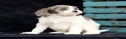Cavapoo dogs for sale: Sasha - Ad 7