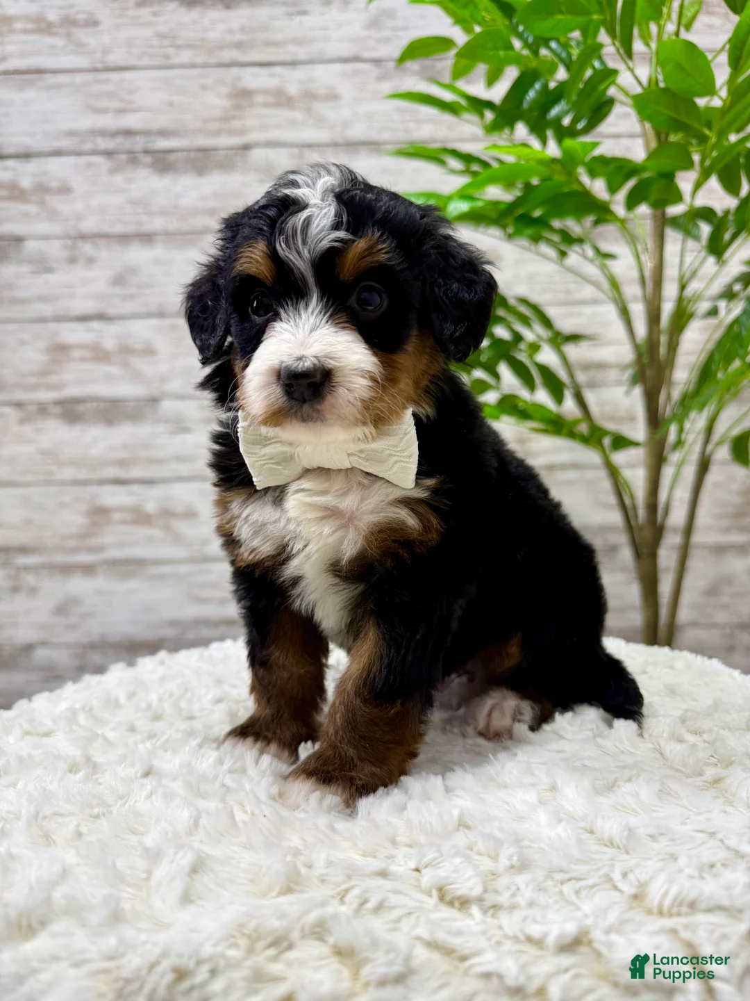 Mini Bernedoodle dogs for sale: 💖 Chloe - Ad 6