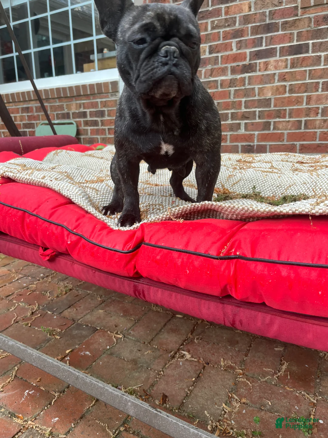 French Bulldog dogs for sale: French Bulldog Puppy 1 - Ad 4