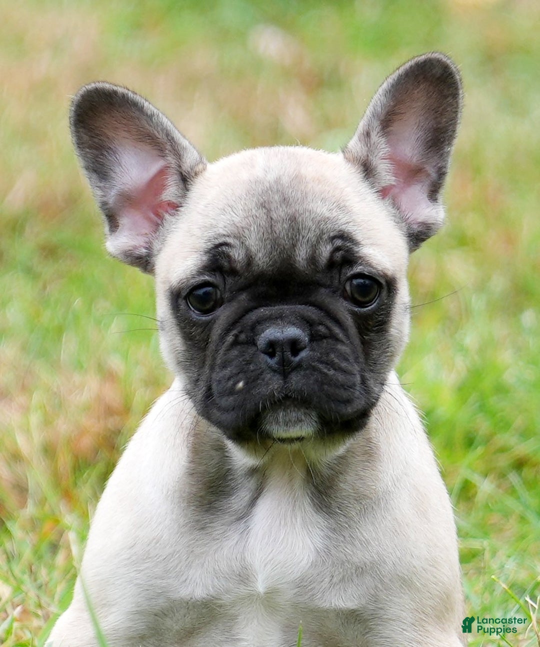 French Bulldog dogs for sale: Cassie - Ad 8