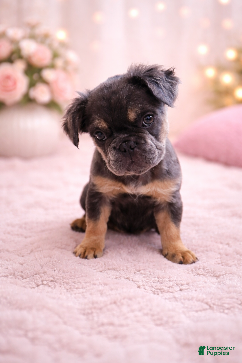French Bulldog dogs Fluffy French Bulldog Puppy 6 - Ad 2