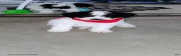 Miniature Poodle dogs for sale: Bingo - Ad 5