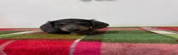 Miniature Dachshund dogs for sale: Nori - Ad 7