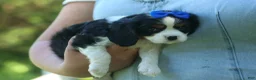 Cavalier King Charles Spaniel dogs for sale: Dotsn 🐾 - Ad 3