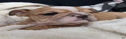 English Bulldog dogs for sale: Aegean  - Ad 6