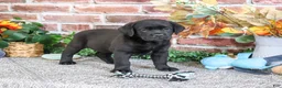 Labrador Retriever dogs for sale: Onyx - Ad 5