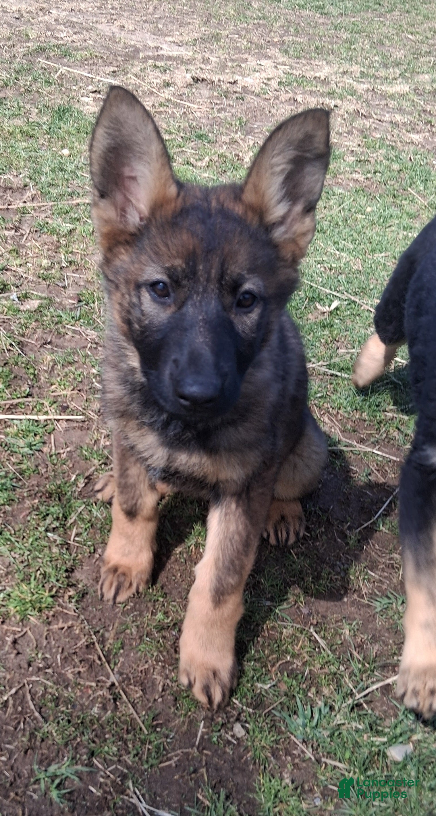 German Shepherd dogs Molly - Ad 1