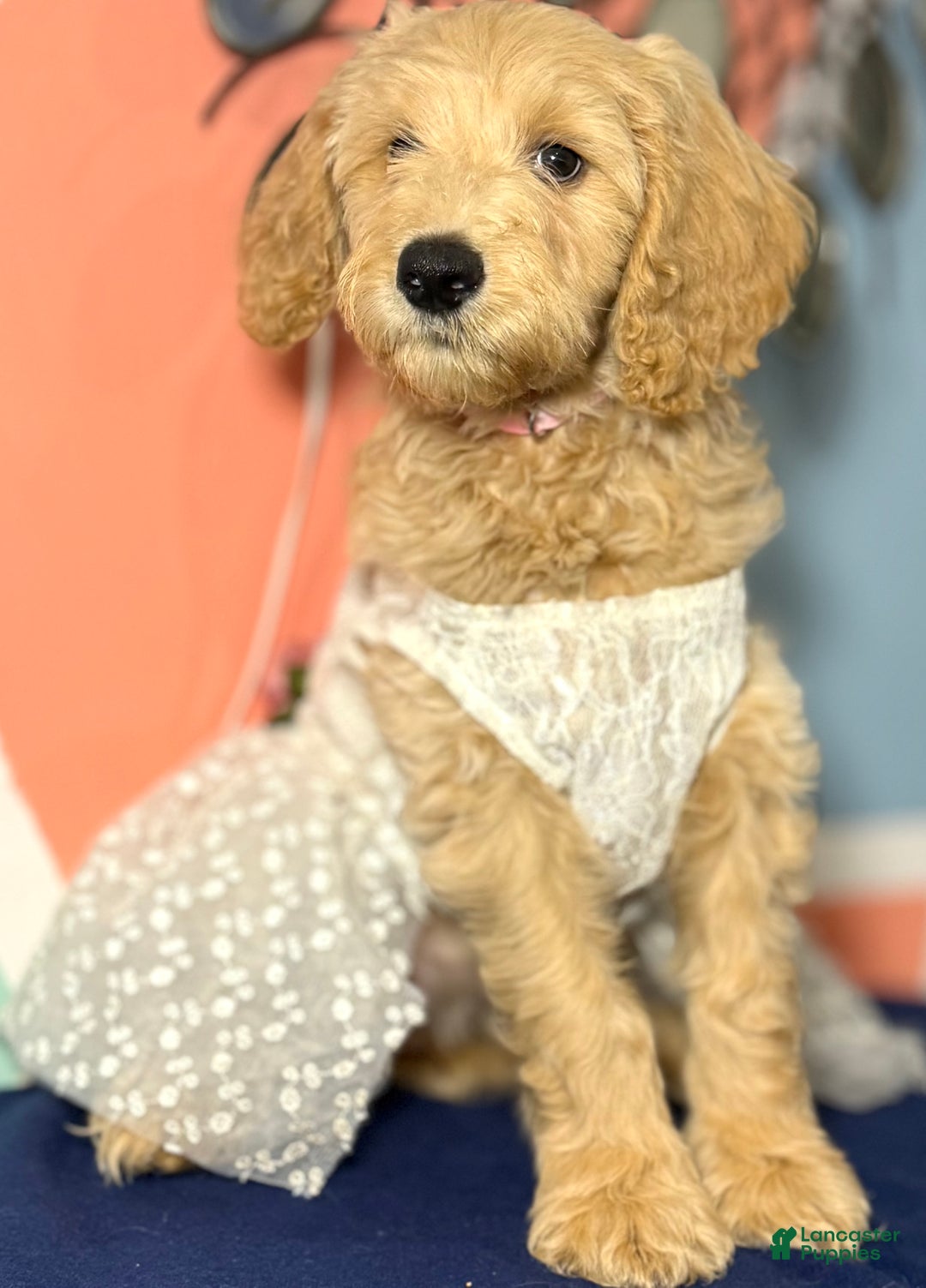 Goldendoodle dogs for sale: Lily - Ad 2