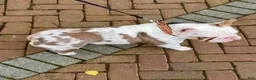 French Bulldog dogs for stud: Papa Koi - Ad 4