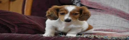 Miniature Dachshund dogs for sale: Cosmo - Ad 14
