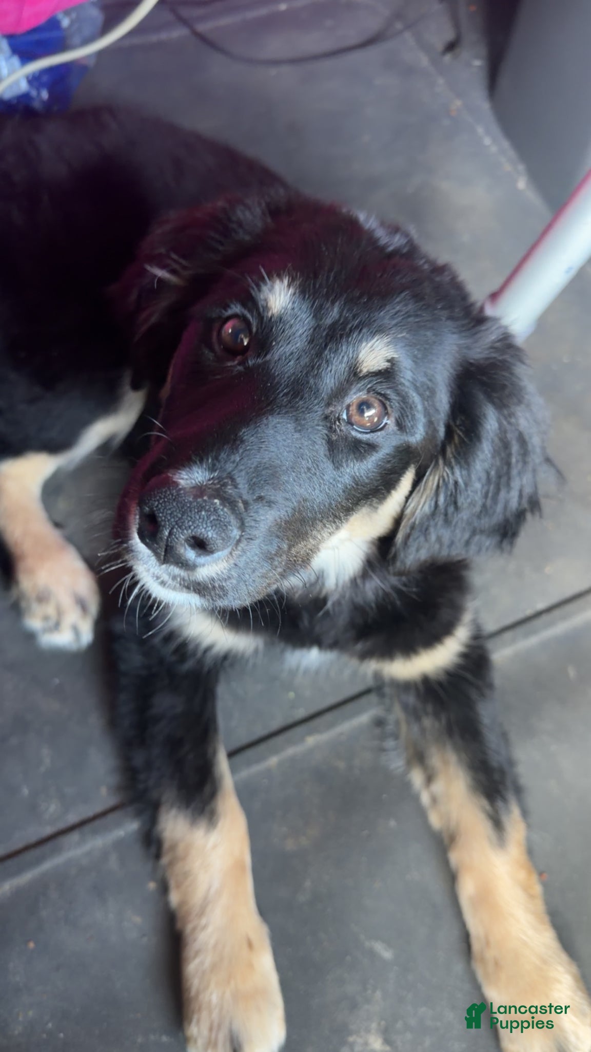 Border Collie dogs Malia - Ad 28